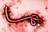Число заразившихся вирусом Эбола в Западной Африке приближается к 27 тыс. человек